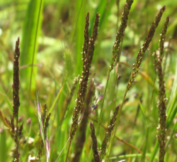 Agrostis lacuna-vernalis. Photo taken at Fort Ord National Monument © 2011 Dylan Neubauer. Agrostis lacuna-vernalis. Photo taken at Fort Ord National Monument © 2011 Dylan Neubauer.